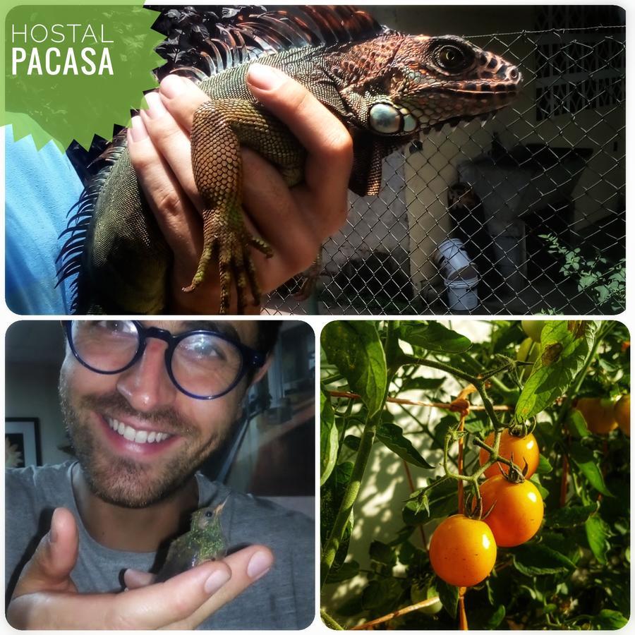 Pacasa Hostel San José de San José de David Eksteriør bilde